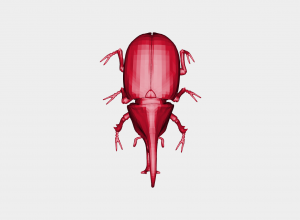 Hercules beetle